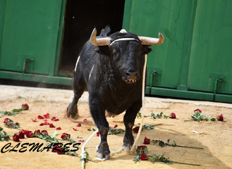 toro español