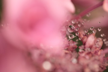 水滴とアジサイのレトロな背景画像