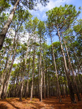 Pinus elliottii (invasive species) forest at Rio Vermelho State Park in Florianopolis, Brazil