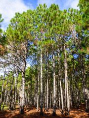 Pinus elliottii (invasive species) forest at Rio Vermelho State Park in Florianopolis, Brazil