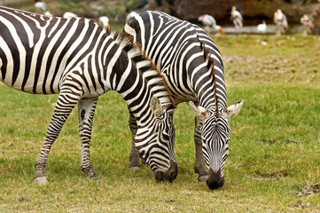 Fototapeta na wymiar Two zebra eating grass.