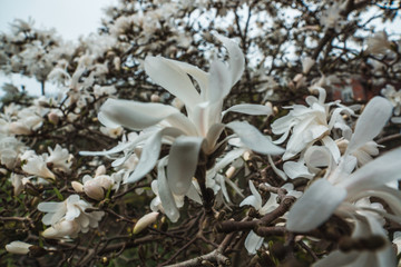 blossoming Star magnolia star in the spring garden