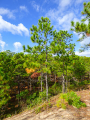 Fototapeta na wymiar Pinus elliottii, invasive species, on sand dunes at Rio Vermelho State Park in Florianopolis, Brazil