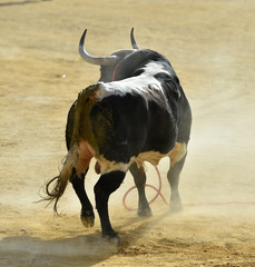 bull in spain