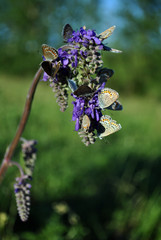 The common blue butterfly (Polyommatus icarus) male and female butterflies sitting on blue sage blooming flower, green blurry trees and grass background