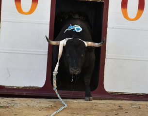bull in spain