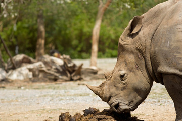 Fototapeta premium Rhinoceros in the forest.