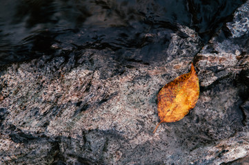 Yellow leaf on rough texture river stone in river of Thailand