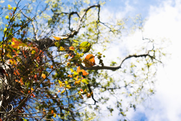 Upward View of Autumn Leaves on a Tree