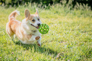 Naklejka na ściany i meble dog breeds corgi runs off on a walk with the ball