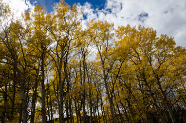 Obraz premium Autumn Landscape