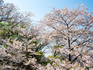 Blooming Flower Cherry blossom at Namsan park, Seoul, South Korea.Blue sky background in summer season.