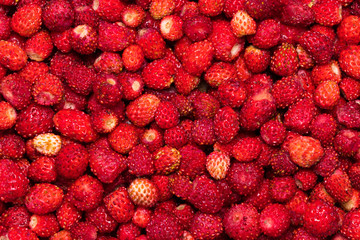 Background of wild strawberry berries with leaf close-up - obrazy, fototapety, plakaty
