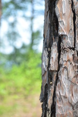 сосна © foto370e