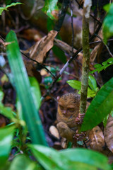 Tarsier Monkey Bohol