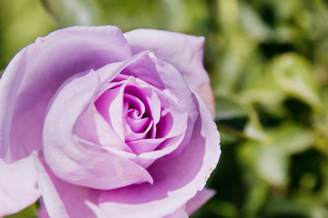 pink rose. Single beautiful rose in the garden summertime flowering