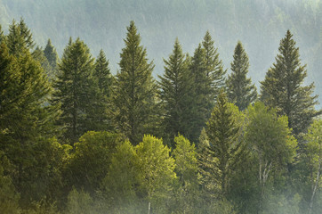 Pine Forest During Rainstorm Lush Trees
