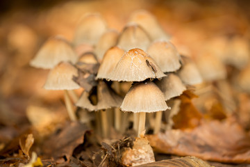 Mushrooms in the forest