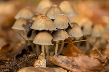 Mushrooms in the forest
