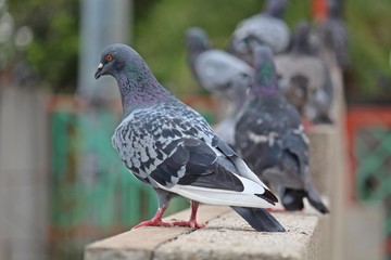 Pigeon,  it lives in NONG PRA JAK public park,  at UDONTHANI province THAILAND. © PICHAYANON