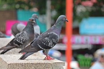 Pigeon,  it lives in NONG PRA JAK public park,  at UDONTHANI province THAILAND.