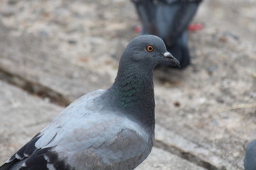 Pigeon,  it lives in NONG PRA JAK public park,  at UDONTHANI province THAILAND.