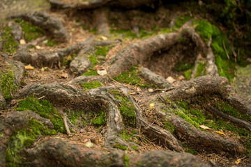 Great roots growing in the middle of the forest