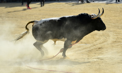 toro español en espectaculo tradicional