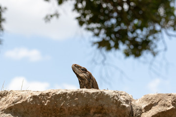 Lizard basking in the sun in the ruins of Chichen Itza, Mexico