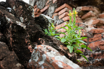 The tree in the archaeological site.