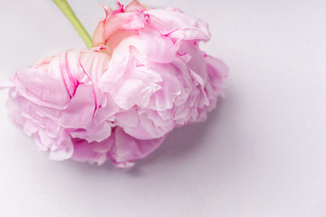 Close up image of peony flower on white background with copy space