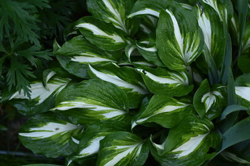 close-up of beautiful green and white leaves of garden hosts in the clear drops of rain on a soft green blurred background