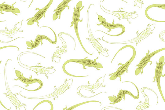 The green lizard. An ordinary steppe lizard with a pattern on its back. Reptiles, graphic.
