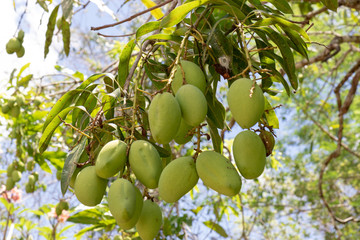 Still unripe mango fruits hanging on the branches of the tree