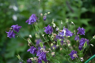 close-up of blossoming garden violet bells, on a soft green blurred background
