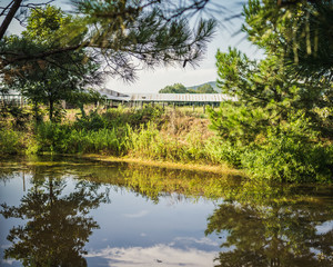 Fototapeta na wymiar Ranch Barn and Pond Framed in Foliage