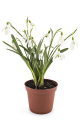 Beautiful snowdrop flowers seedling, Galanthus nivalis, isolated on white background