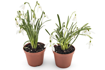 Beautiful snowdrop flowers seedlings, Galanthus nivalis, isolated on white background