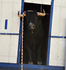bull in spain