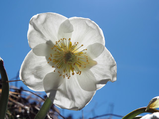 Single hellebore white flower close-up