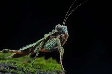Mr. Mantis