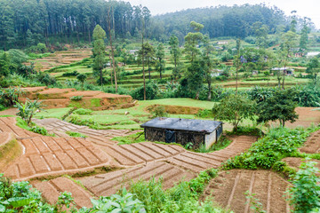 Rural landscape near Nanu Oya village, Sri Lanka