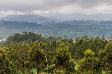 Landscape near Nanu Oya village, Sri Lanka
