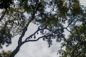 Fruit bats (flying foxes) in Royal Botanic Gardens near Kandy, Sri Lanka