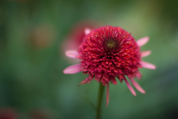 Red Flower