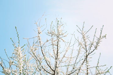 Tree with blooming flowers on sky background