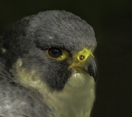 Falcon  #bird #bird of prey #Falcon #Beak #Raptor #Predator #Hawk #Nature #Eye #Close-up