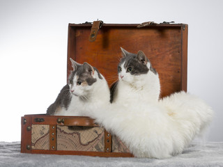 Domestic cat in a wooden suitcase, Funny cat picture. Image taken in a studio.