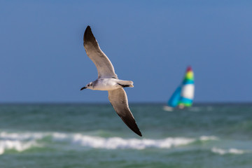 Gull flying and sailboat sailing