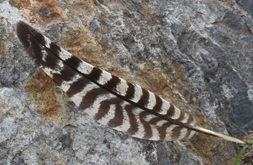 Turkey feather on rock